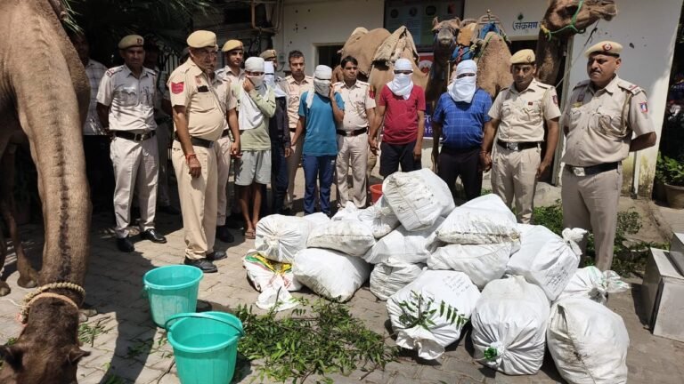 Delhi Liquor Smuggling: ऊंटों के सहारे जंगल के रास्ते शराब तस्करी का खुलासा, 2100 क्वार्टर जब्त, 5 गिरफ्तार