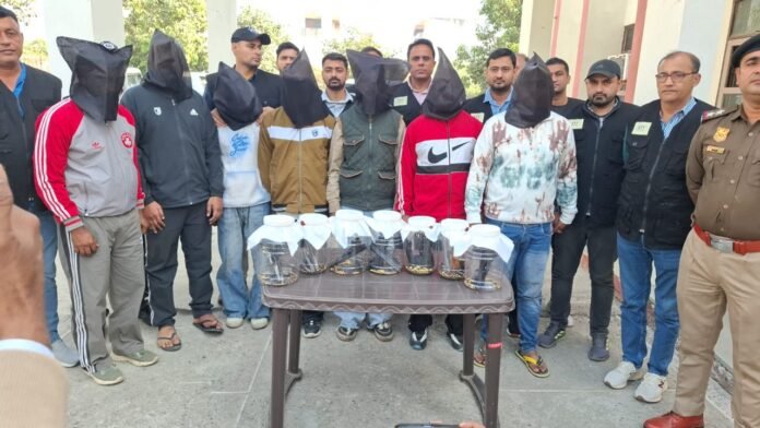 Sonipat STF Scores Major Success, Arrests Seven Sharpshooters of Rohit Godara Gang